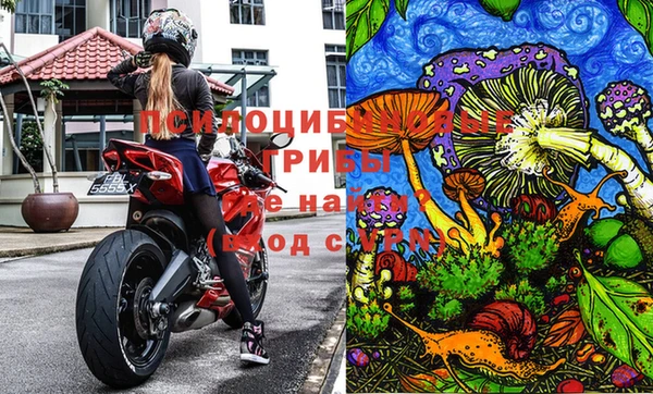 PSILOCYBIN Волосово